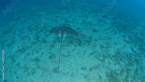 eagle ray underwater swims elegant ray fish mediterranean sea ocean scenery of wildlife photo