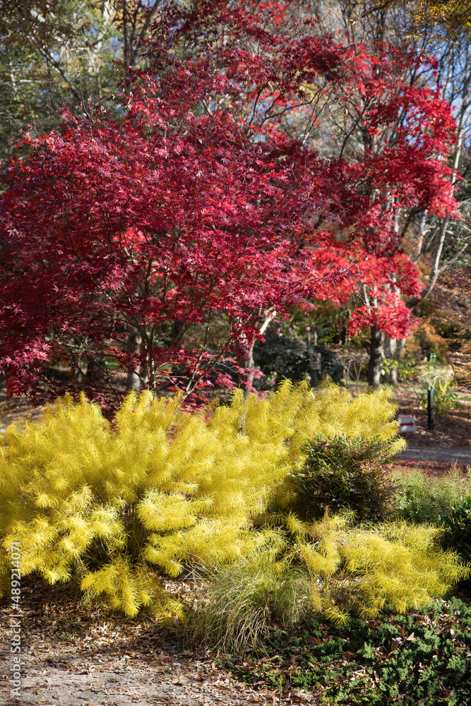 Colorful Fall leaves on a tree Colorful Fall leaves on a tree