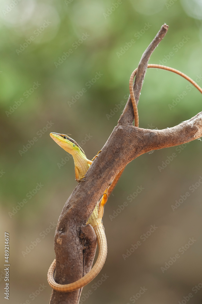Naklejka premium Grass Lizard in Natural Life's