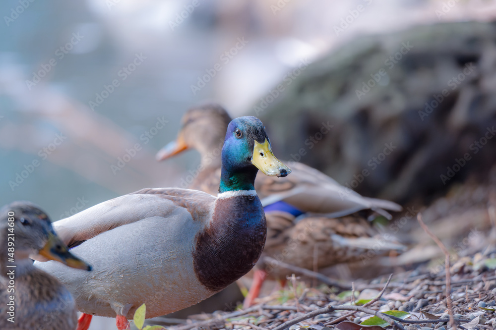 Fototapeta premium 東京都新宿区の大きな公園にいる野鳥