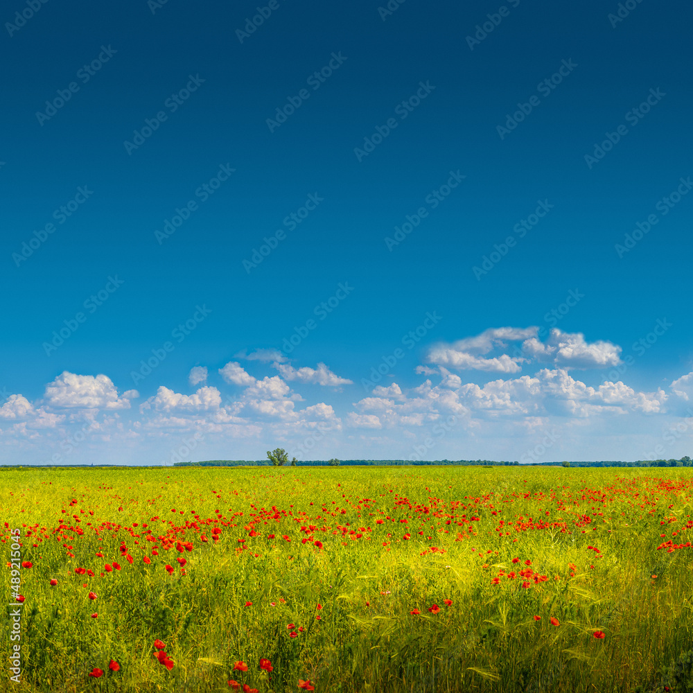 Banner with beautiful green and yellow farm landscape and meadow field with red poppy flowers, Germany, sunny day, blue sky with clouds and copy space gradient background.