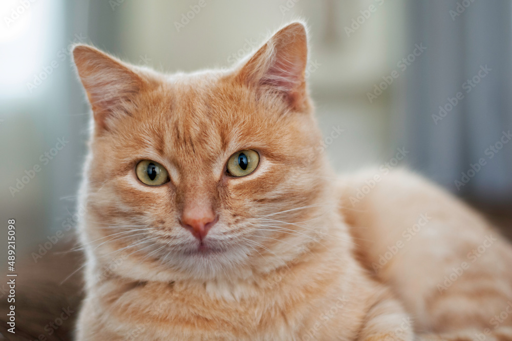 domestic cat sitting on the couch close-up
