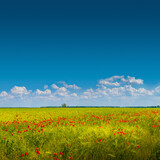 Banner with beautiful green and yellow farm landscape and meadow field with red poppy flowers, Germany, sunny day, blue sky with clouds and copy space gradient background.