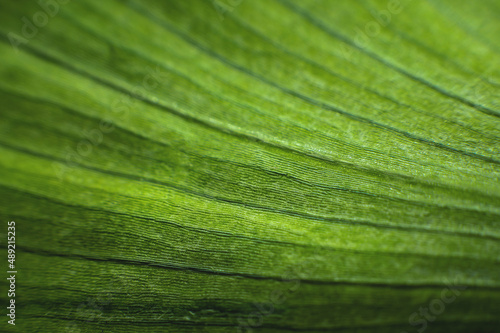 A close-up of a green leaf of a plant in macro photography showing the cells and structure of the green plant. Selective focus batanic background