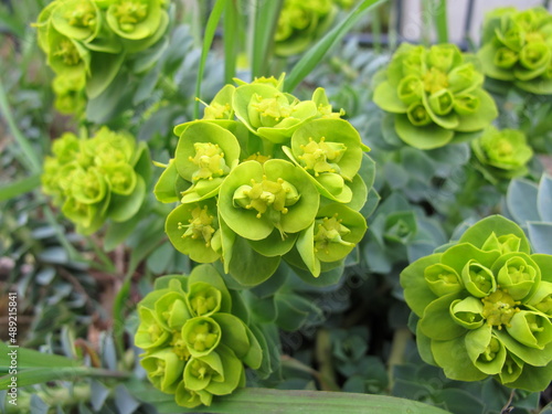 Flowering myrtle spurge, Euphorbia myrsinites, in spring