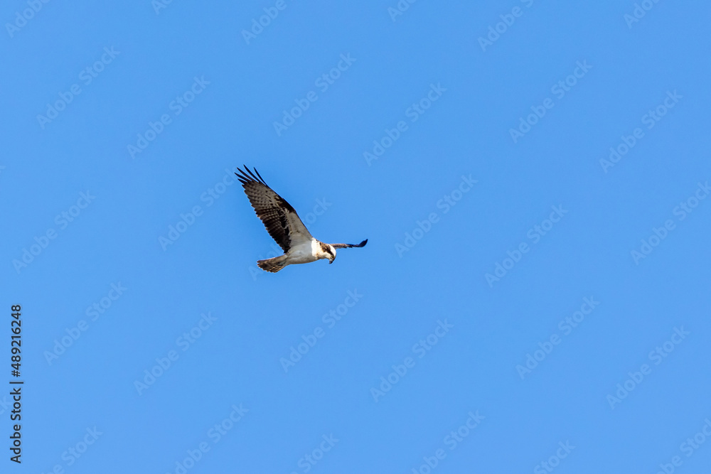 Fototapeta premium Osprey flying at the blue sky