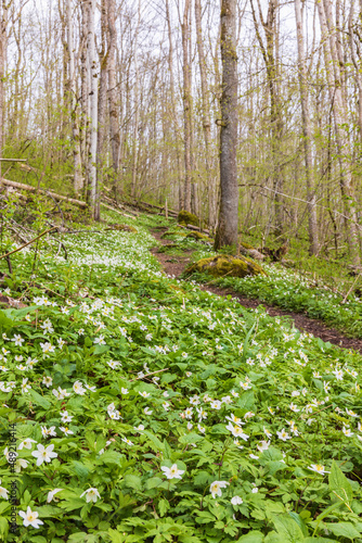 Nature trail with flowering wood anemones in a forest