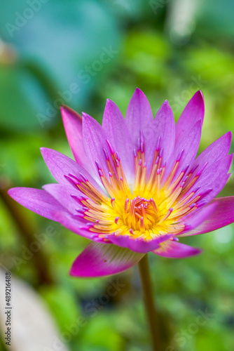 Close-up of a blooming water lily