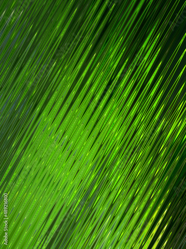 colored abstract background with wave structure in green