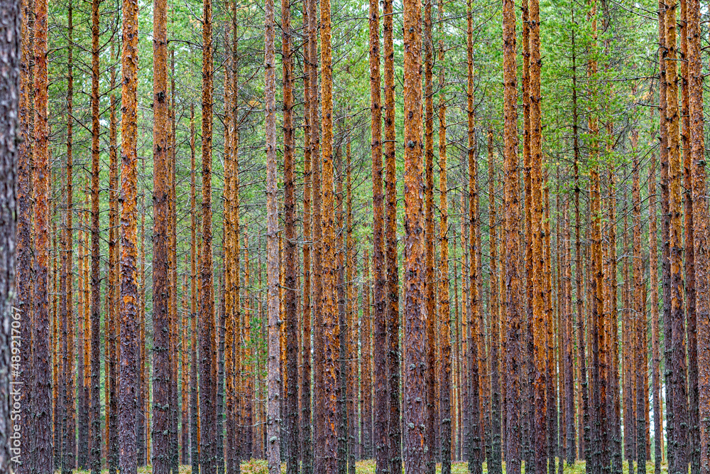 Schlanke Bäume eines Nadelwald in Schweden