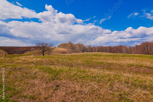 Steppe landscape with a grove in early spring