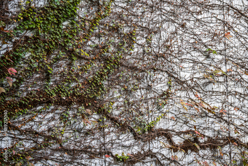 Tableau sur toile Facade of a building covered with dry creepers
