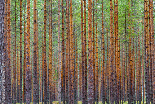 Schlanke Bäume eines Nadelwald in Schweden