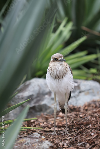 Vertical shot of a Avdotka bird on the ground photo