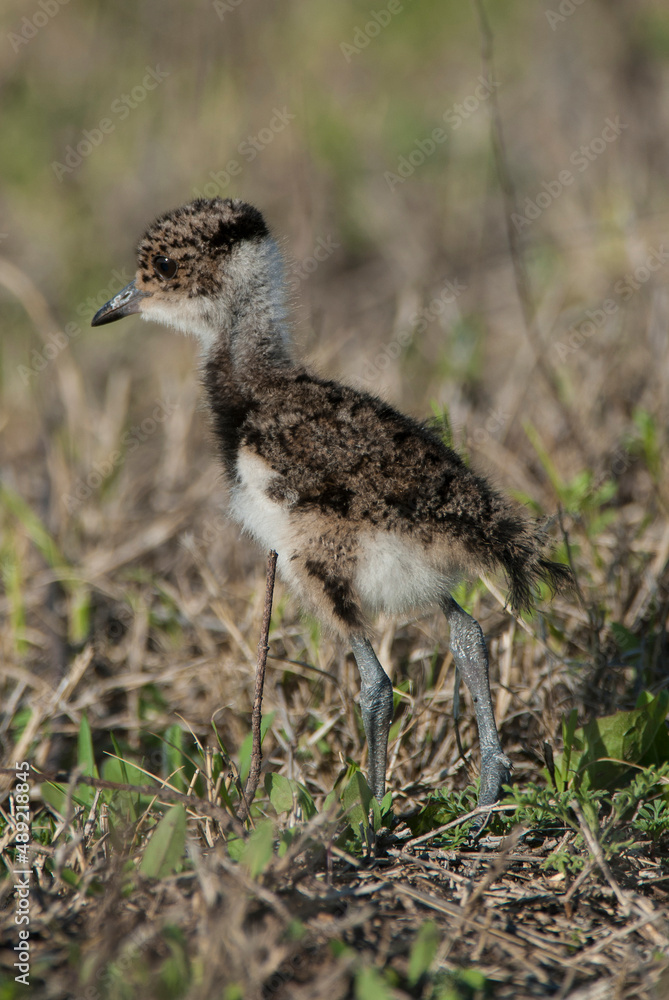 Southern Lapwing chick , La Pampa Argentina Southern Lapwing chick , La Pampa Argentina