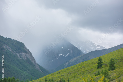 Atmospheric rainy landscape with coniferous trees on sunlit green hillside and high snow mountains among gray low clouds. Bleak overcast scenery with snow mountain range under gloomy gray cloudy sky.