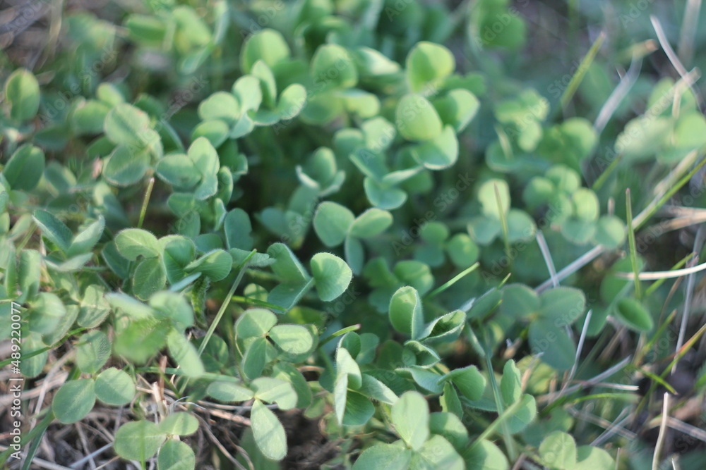 Juicy green Juicy green