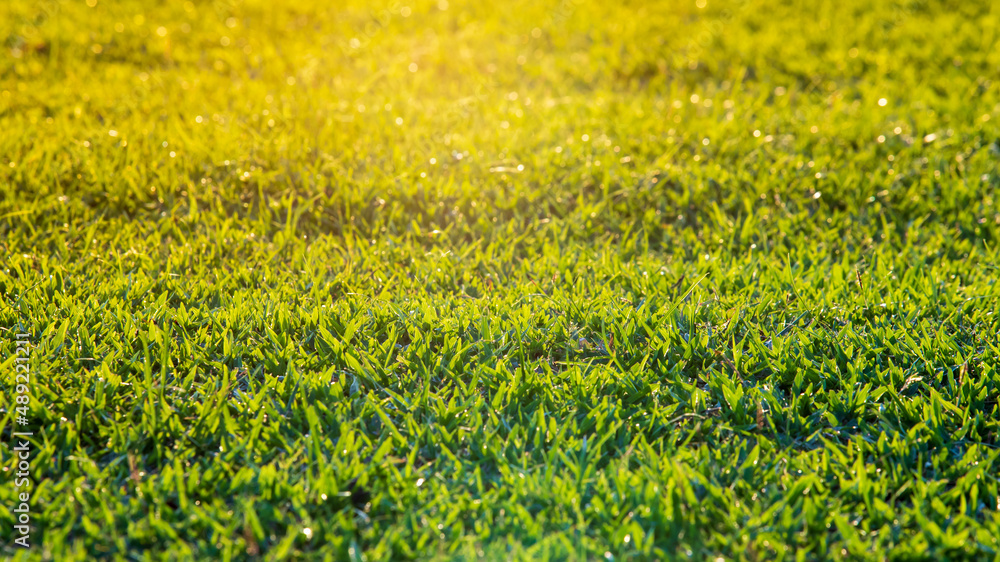 Selective focused on green grass lawn with warm light on the top corner.