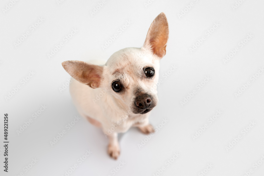 Senior Chihuahua dog on white background looking up. senior dog. 