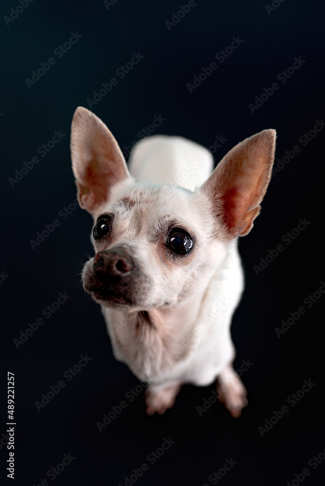 Senior Chihuahua dog on black background. Senior dog. 