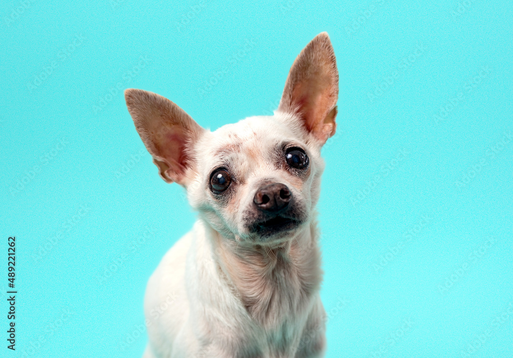 Senior Chihuahua dog on colorful baby blue background. senior dog. 