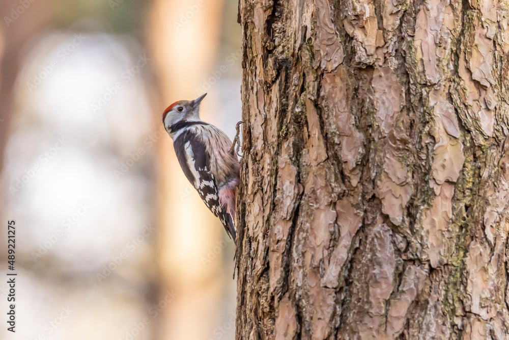 middle spotted woodpecker, Leiopicus medius middle spotted woodpecker, Leiopicus medius