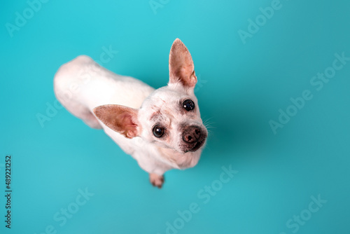 Senior Chihuahua dog on colorful baby blue background. senior dog. 