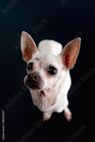 Senior Chihuahua dog on black background. Senior dog.  © Tanya