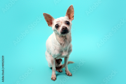 Senior Chihuahua dog on colorful baby blue background. senior dog.  © Tanya