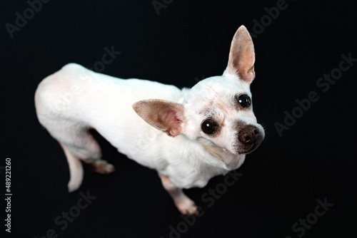 Senior Chihuahua dog on black background. Senior dog. 