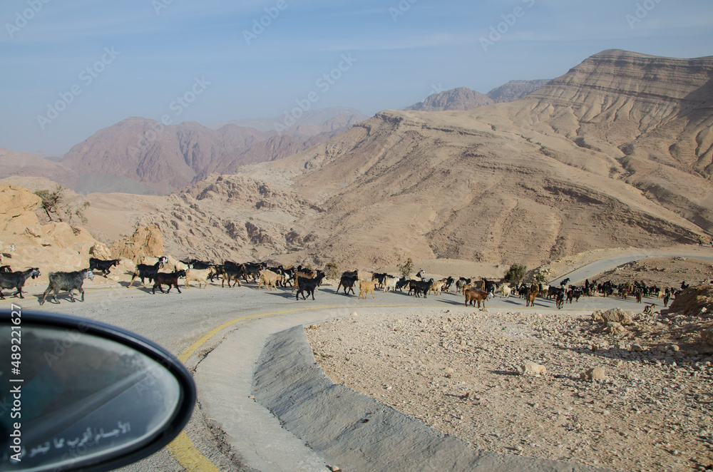 Group of goats at the scenic valley of Dana reserve, Jordan - obrazy, fototapety, plakaty 