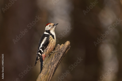 middle spotted woodpecker, Leiopicus medius