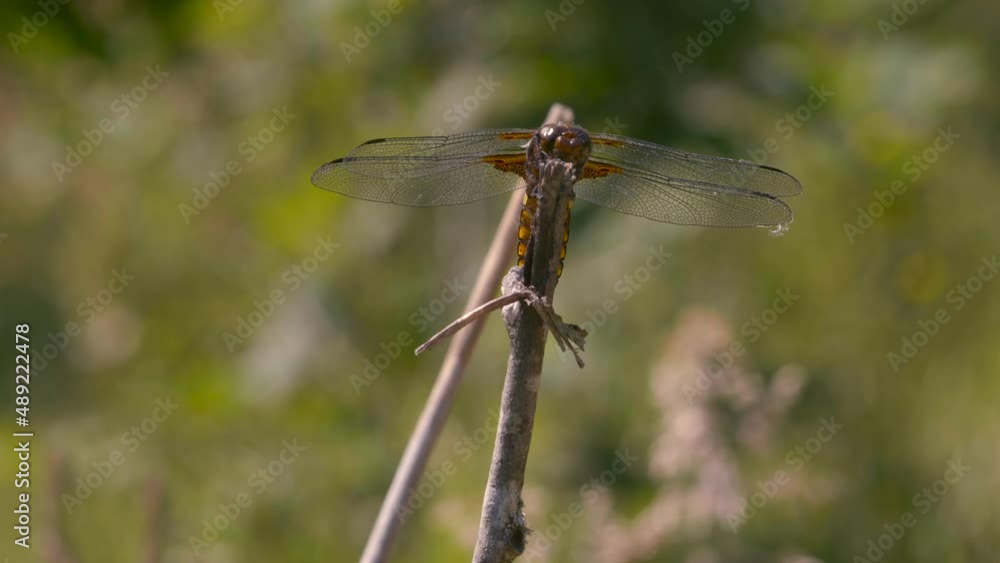 Close-up of a dragonfly from the front, it observes around it then it flies away in slow-motion. Close-up of a dragonfly from the front, it observes around it then it flies away in slow-motion.
