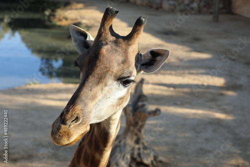 Jiraffes eating, walking in the zoo. High quality photo photo