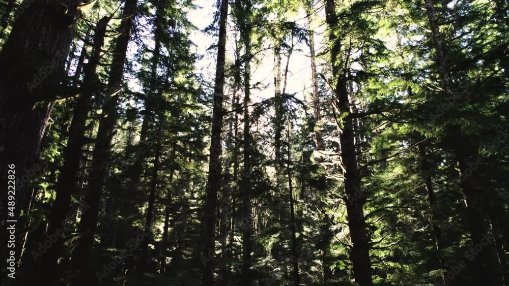 Sunshine flares, slow aerial orbit through a dense evergreen forest canopy Sunshine flares, slow aerial orbit through a dense evergreen forest canopy