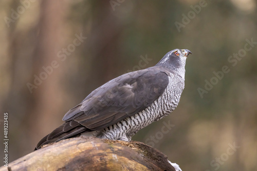 Hawk, Goshawk. Accipiter gentilis