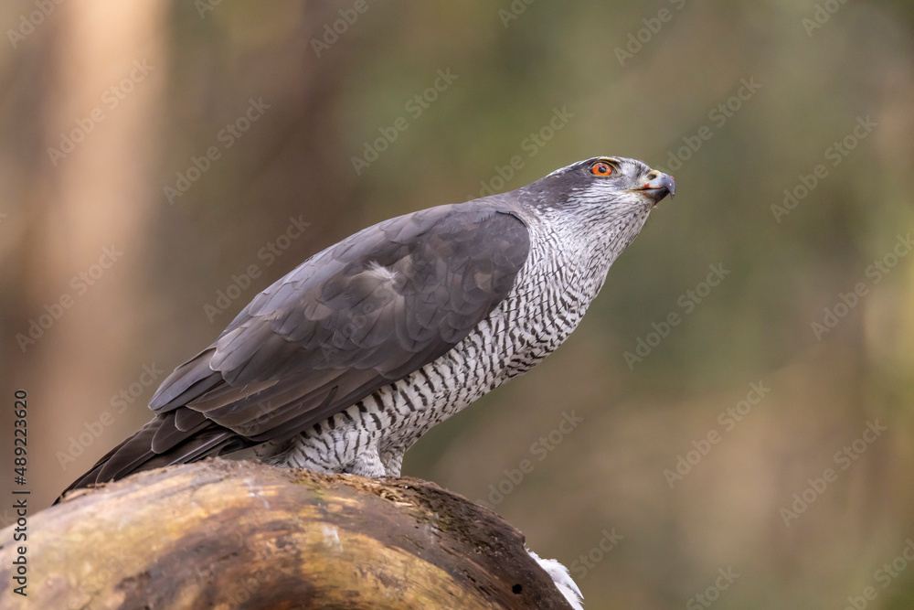 Obraz premium Hawk, Goshawk. Accipiter gentilis