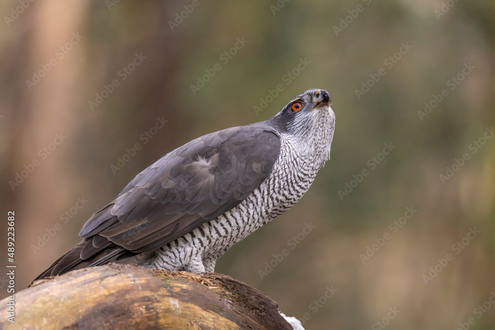 Hawk, Goshawk. Accipiter gentilis Hawk, Goshawk. Accipiter gentilis