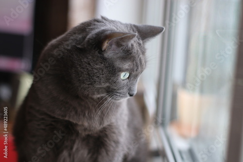 russian blue cat  photo