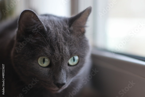 russian blue cat  photo