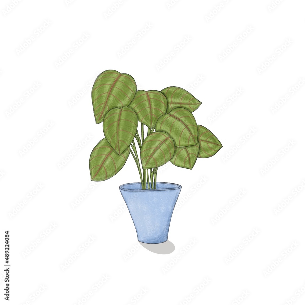 Fototapeta premium Green arrowroot plant in a blue pot on a white background