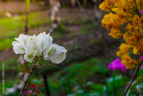 Close up of White Bougainvillea flower in garden with natural background