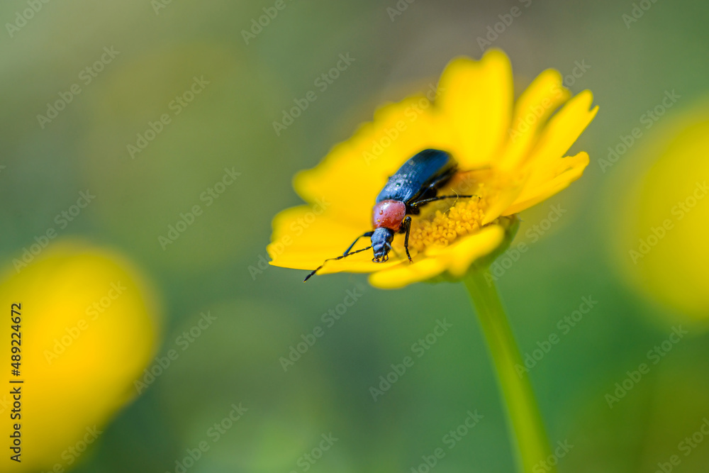 Bug sitting on delicate yellow flower in nature Bug sitting on delicate yellow flower in nature