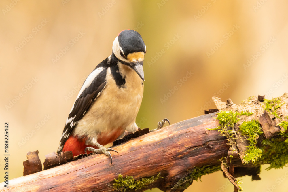 Obraz premium Great spotted woodpecker, Dendrocopos major
