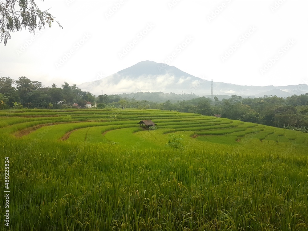 Wonderful view if rice terraces in Majalengka 