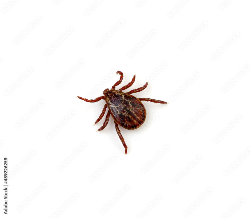 Tick isolated on white background Tick isolated on white background
