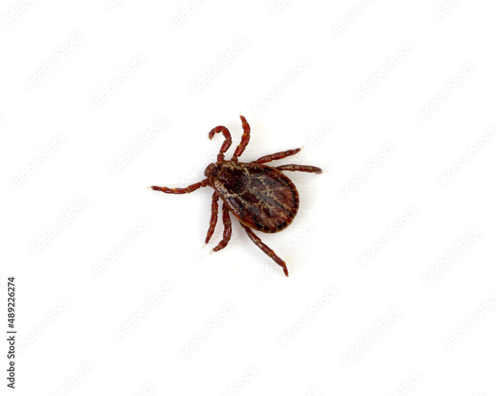 Tick isolated on white background Tick isolated on white background
