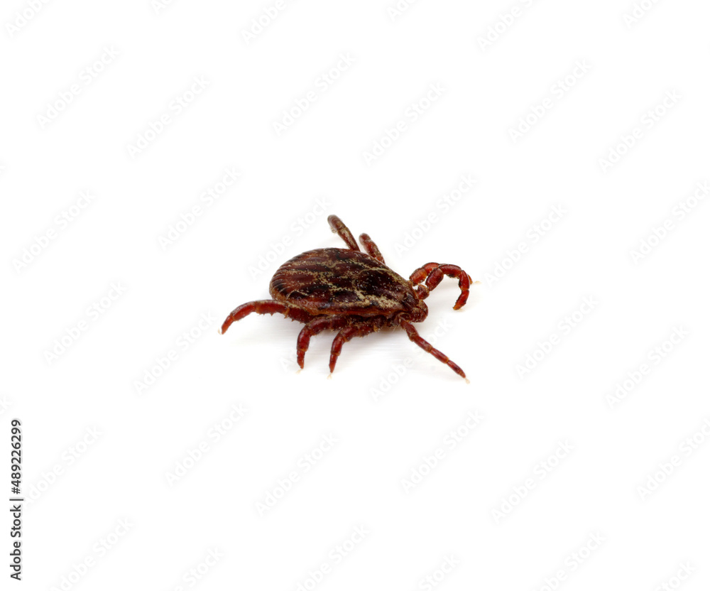 Tick isolated on white background