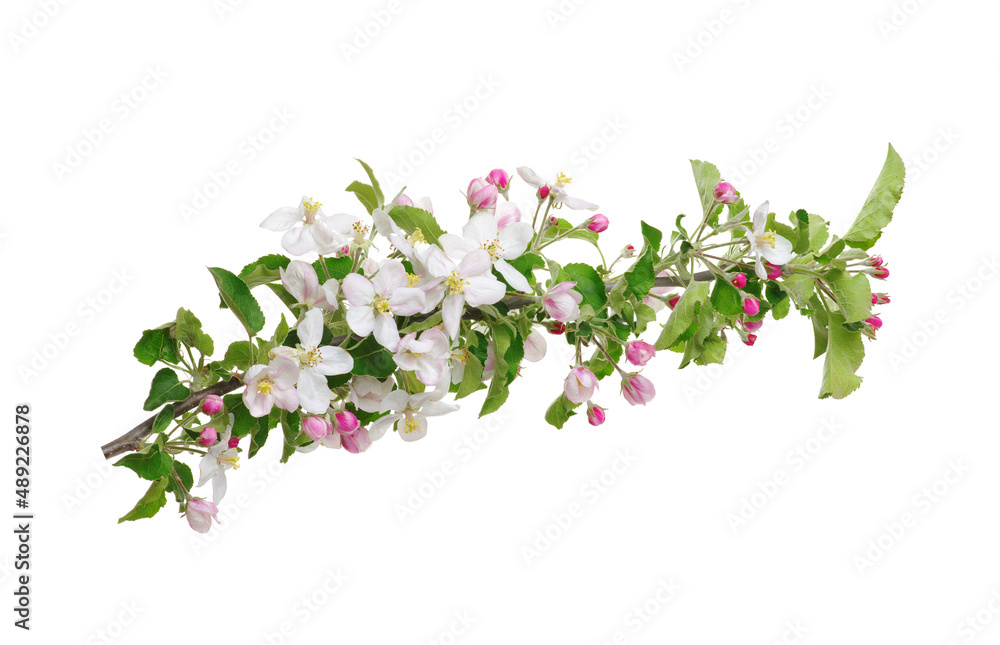 Apple flower isolated on a white Apple flower isolated on a white