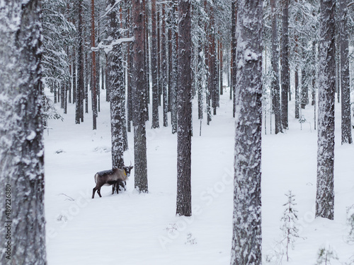 Reindeer in the Swedish forest